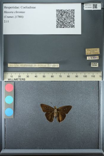 Media type: image;   Entomology 186686
